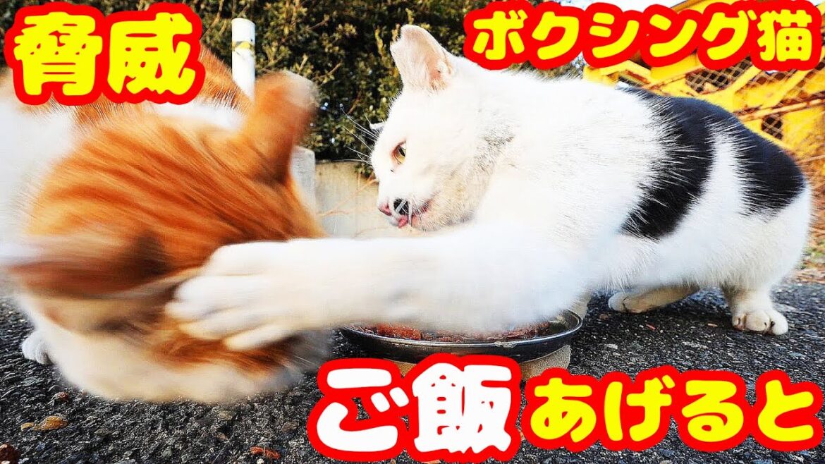 とにかく猫パンチする猫にご飯をあげたら・・・ さくらねこと野良猫への給餌