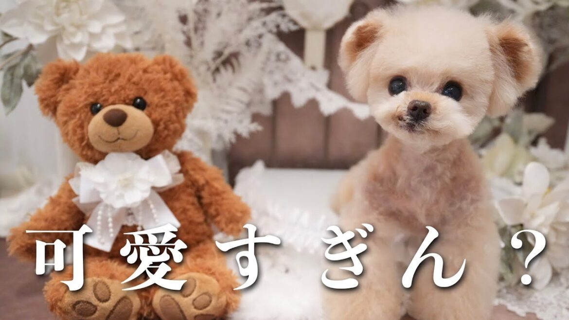 最初のトリミングにいってきたら・・・【トイプードル】