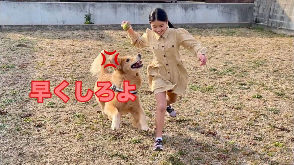 プレッシャーかけまくりで娘をひつじのようにコントロールする大型犬クッキー【ゴールデンレトリバーとミニチュアダックスフンド】