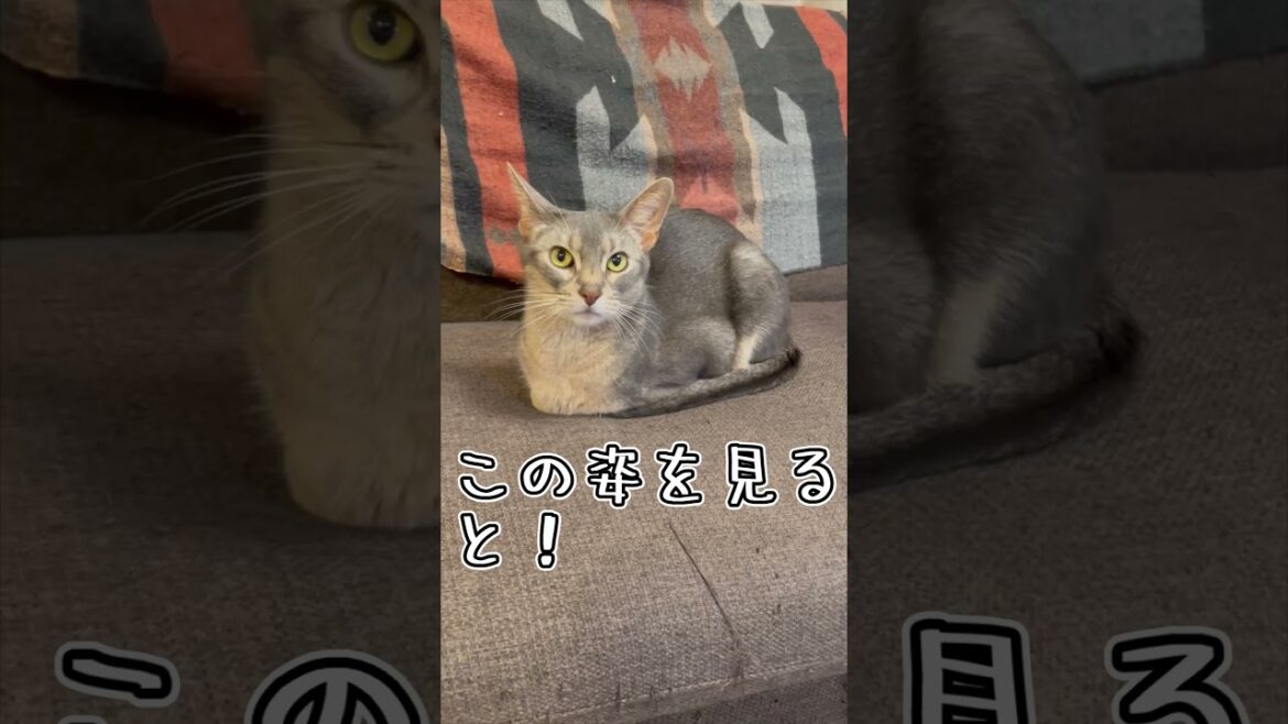 アビシニアンとは その32 #shorts #猫 #アビシニアン アビシニアンとは その32 #shorts #猫 #アビシニアン