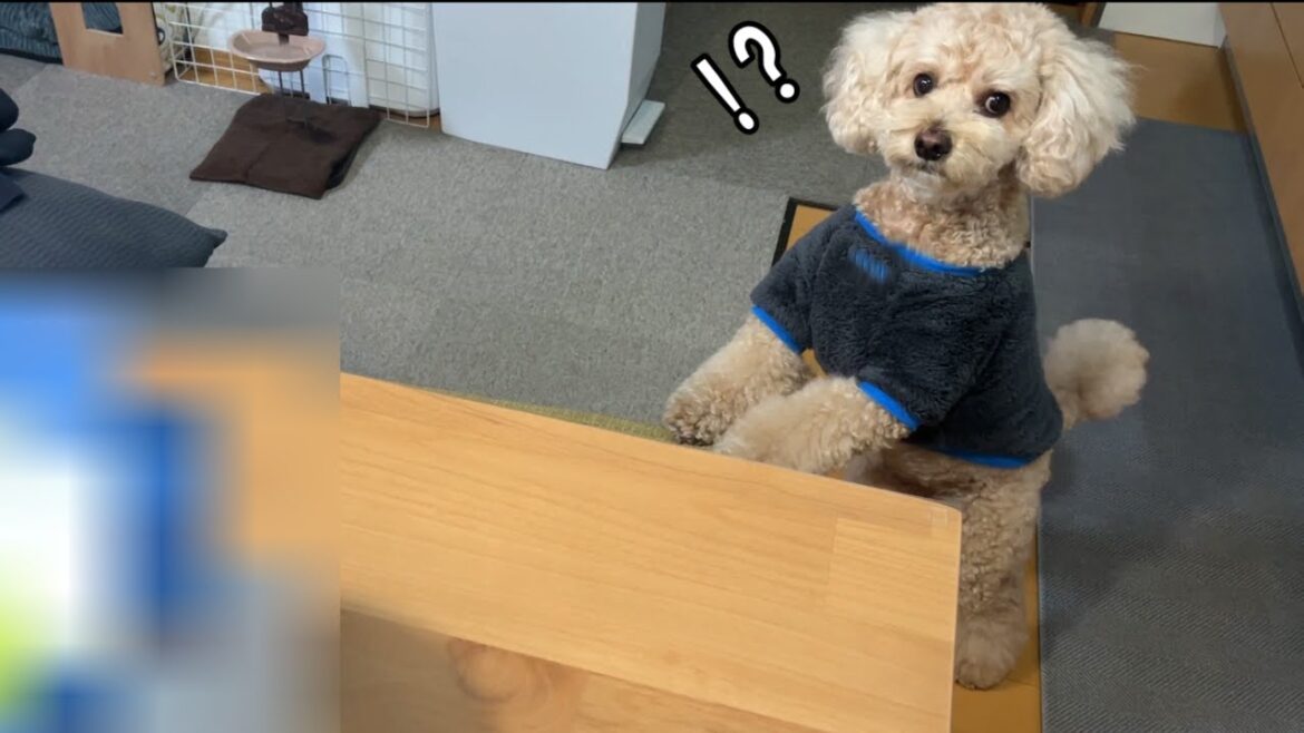 サプライズでもらったプレゼントに驚きを隠せない大きいトイプードル【デカプー】【トイプードルのロアくん】【toy poodle】