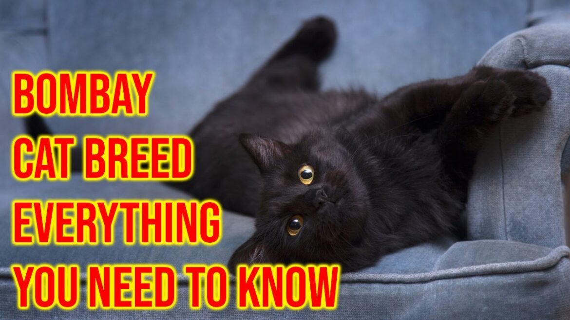 Bombay Cat Breed 101 Everything You Need To Know/All Cats Bombay Cat Breed 101 Everything You Need To Know/All Cats