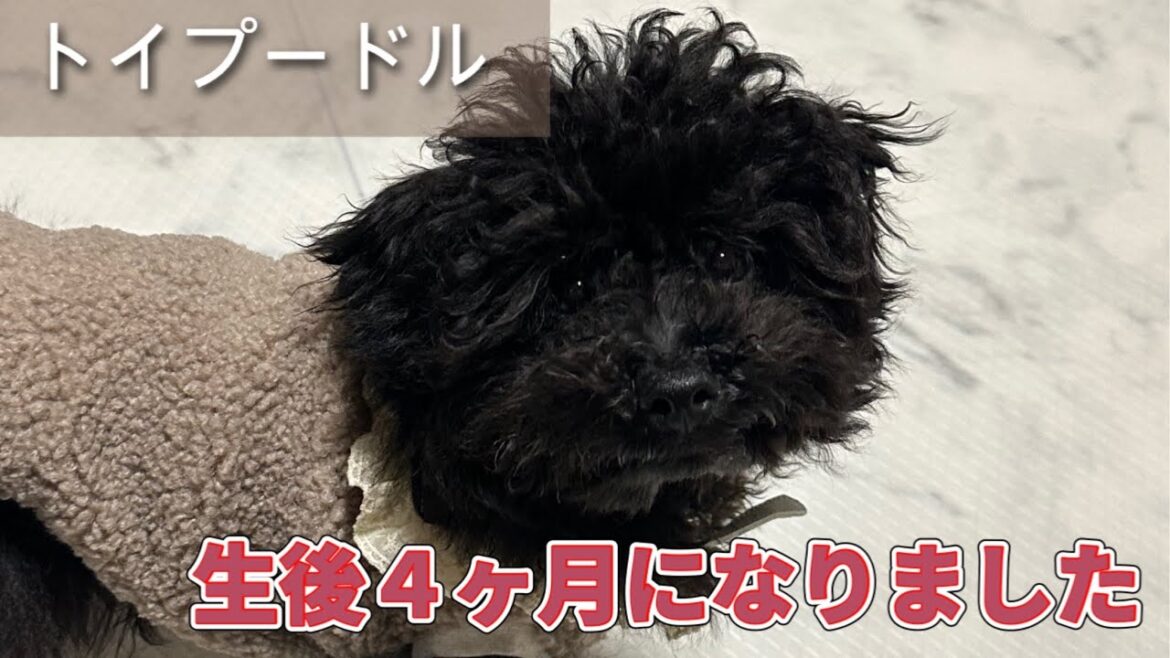 【子犬 トイプードル】生後4ヶ月を迎えたやんちゃ盛りのトイプードル 【子犬 トイプードル】生後4ヶ月を迎えたやんちゃ盛りのトイプードル