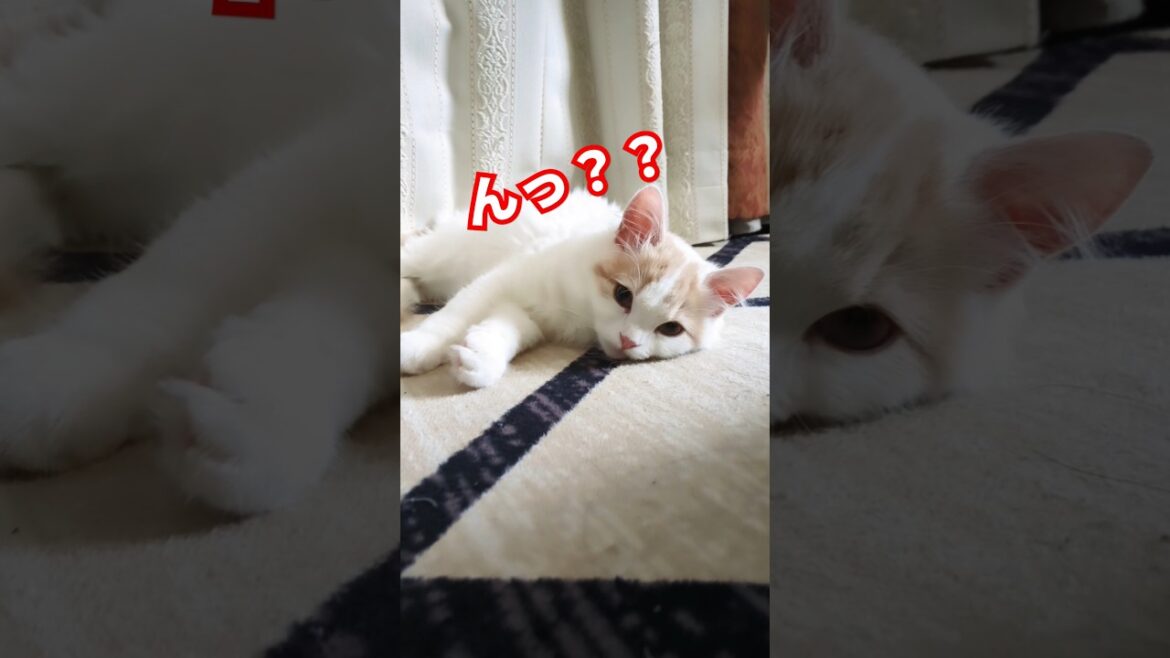 【スコティッシュフォールド】いつも甘えてるけど実は朝の恐怖が待っている #cat #かわいい子猫 #猫 #猫のいる暮らし