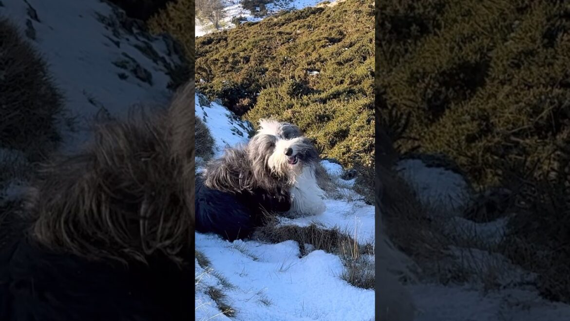 😍🐕Enjoying the snow! #beardedcollie #cutedog #happydoglife #snowscene  #shorts