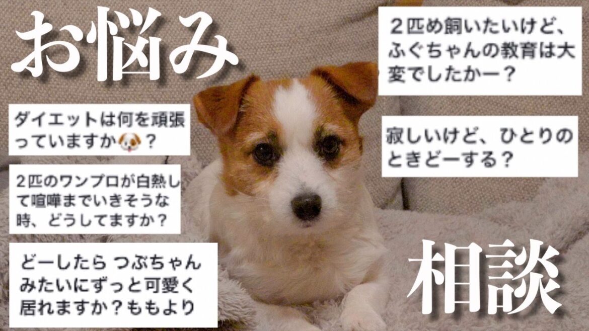 全然参考にならない愛犬によるお悩み相談コーナー/ジャックラッセルテリア 全然参考にならない愛犬によるお悩み相談コーナー/ジャックラッセルテリア