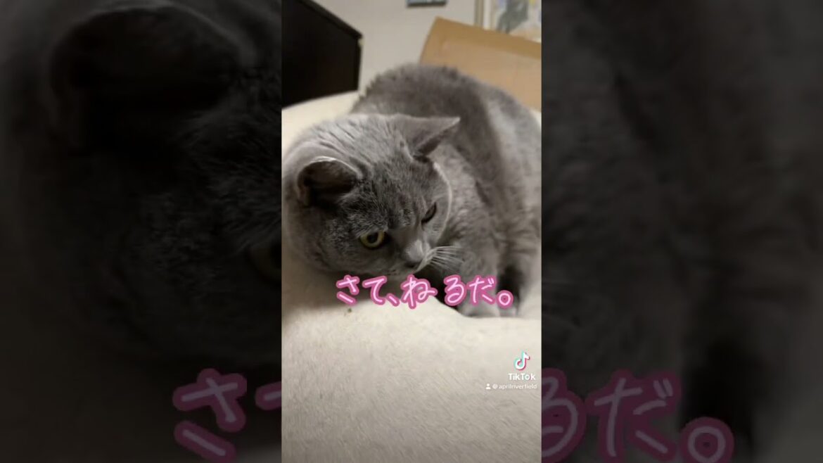 さて、ねるだ。な猫。      #猫のいる暮らし #cat #猫好きさんと繋がりたい #シャルトリュー #デブ猫#ねこ #猫