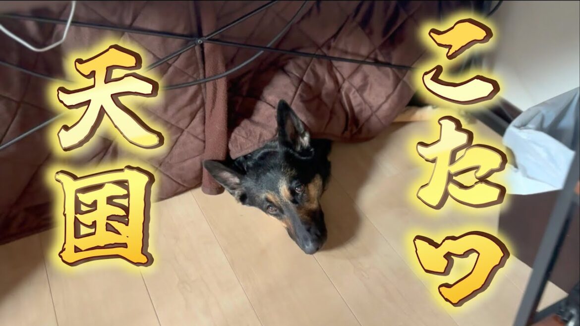 寒さに強いはずのジャーマンシェパードを飼ったら、こたつにハマりすぎましたw 寒さに強いはずのジャーマンシェパードを飼ったら、こたつにハマりすぎましたw