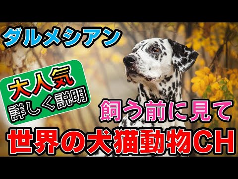 「ダルメシアン初心者ガイド!理想のパートナーに育てる方法」_#世界の犬猫動物CH 「ダルメシアン初心者ガイド!理想のパートナーに育てる方法」_#世界の犬猫動物CH