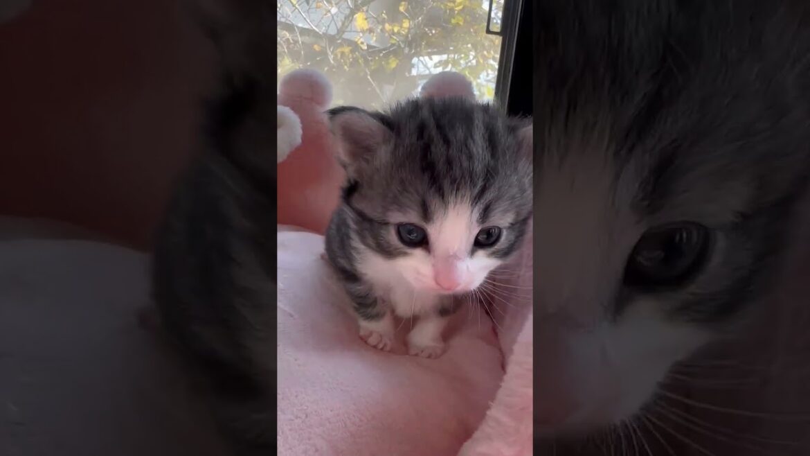 ノルウェージャンフォレストキャット クリっとしたお目目がcuteです♡（毛色：シルバーマッカレルタビーアンドホワイト)