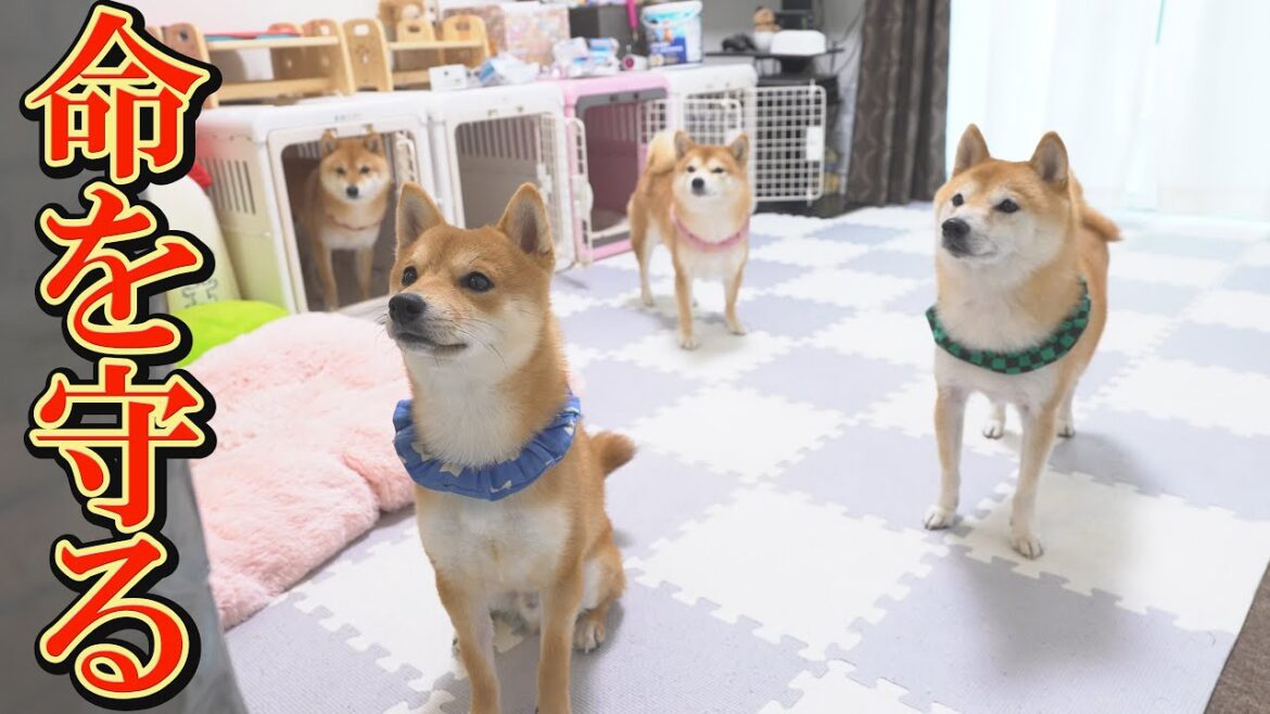 新年を迎えるにあたり、相次ぐ不幸に見舞われた柴犬の健康と安全を祈って・・・