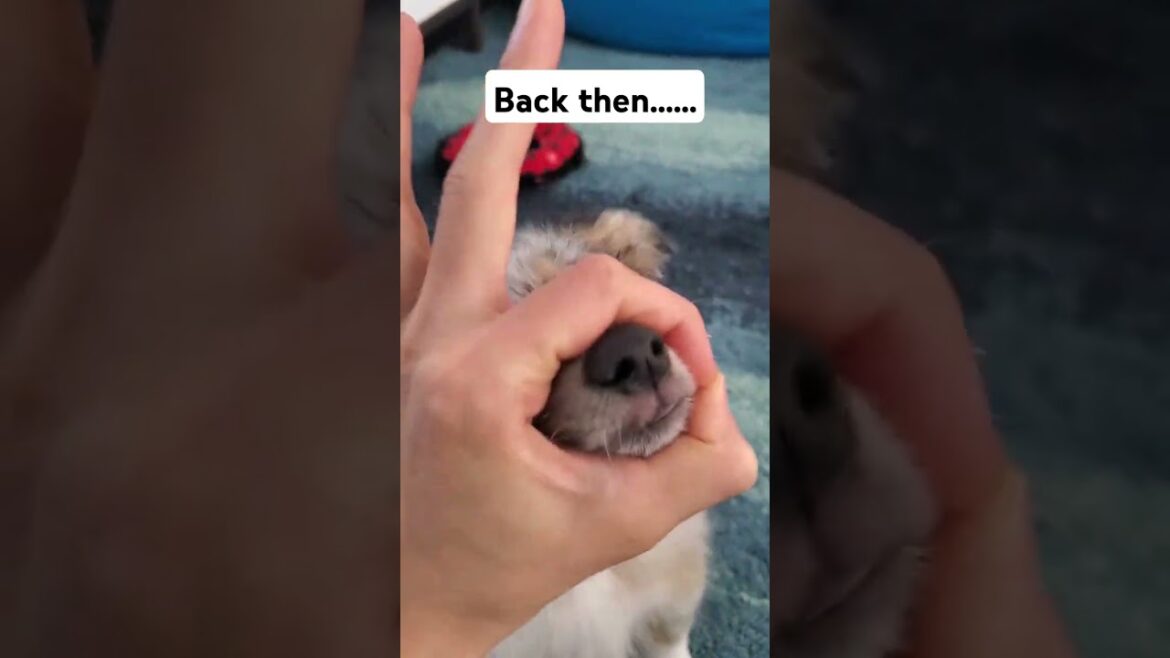 成人の日という事でミニオーストラリアンシェパードの昔と今　#shorts #dogtricks