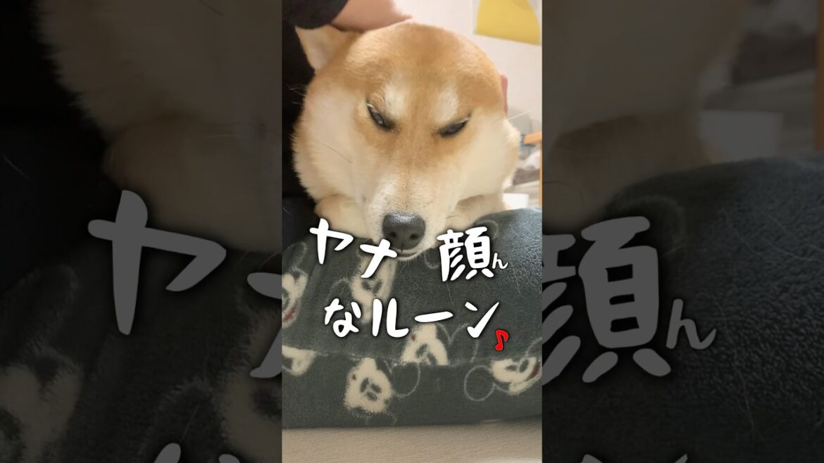 嫌な顔になる柴犬が「悪」になった日 #犬 #柴犬 #柴犬との暮らし