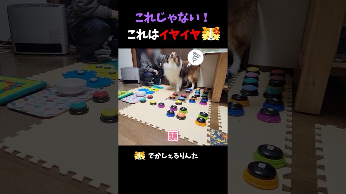 これじゃない！これはイヤイヤシェルティ【会話ボタンでしゃべる犬】 #shorts #dog