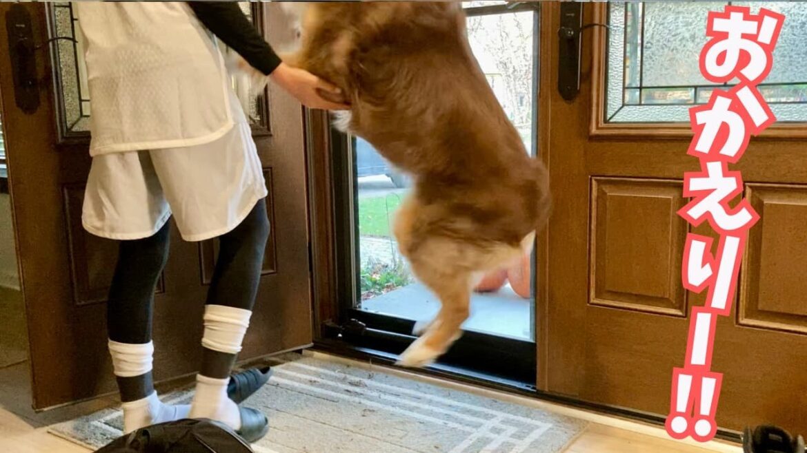 大好きなお父さんと3日ぶりの再会でテンションが爆上がりの犬|いつもは塩対応の息子にも喜び大爆発|オーストラリアンシェパード 大好きなお父さんと3日ぶりの再会でテンションが爆上がりの犬|いつもは塩対応の息子にも喜び大爆発|オーストラリアンシェパード