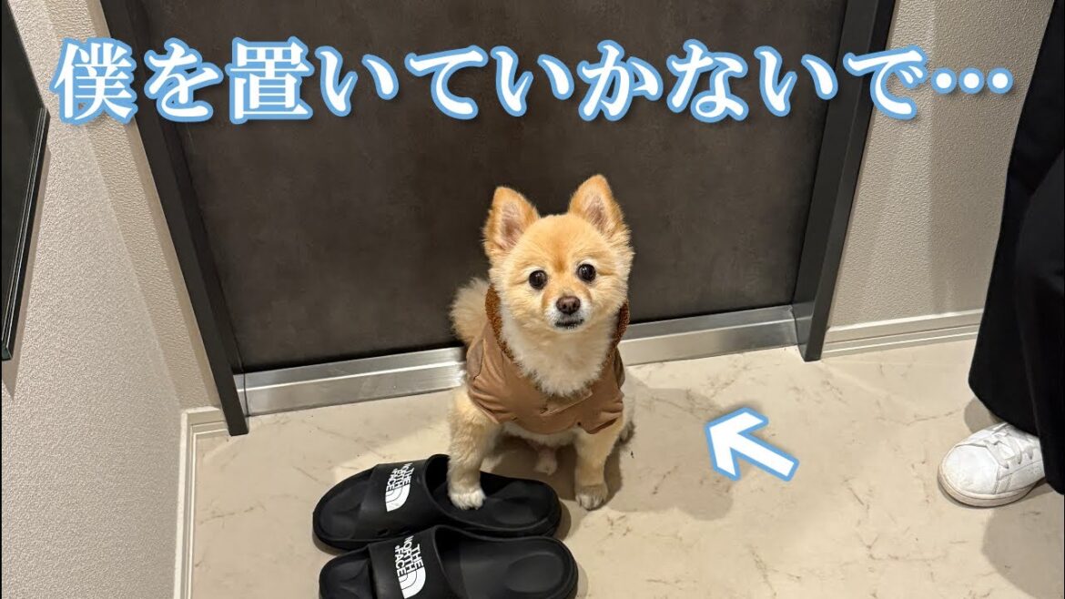 お留守番を察した愛犬の行動に、胸が締め付けられました…