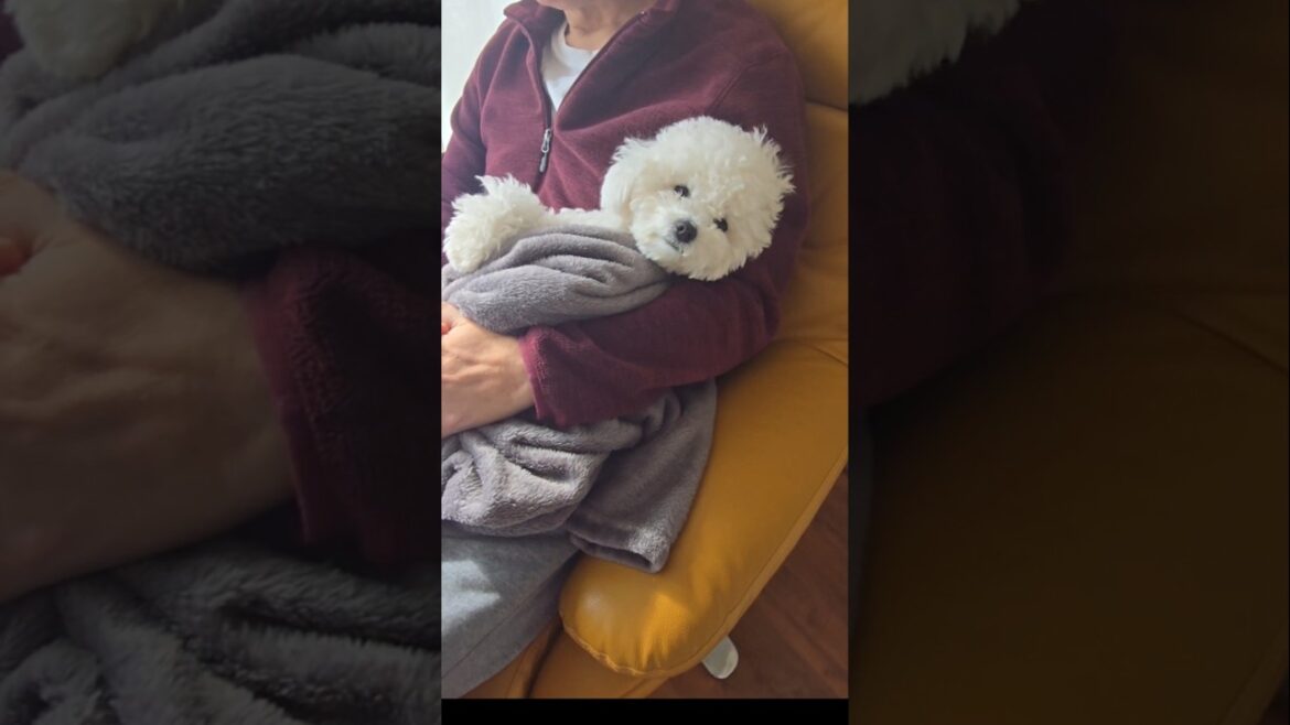 안락의자가 따로읍네  #미니비숑#강아지#귀여운