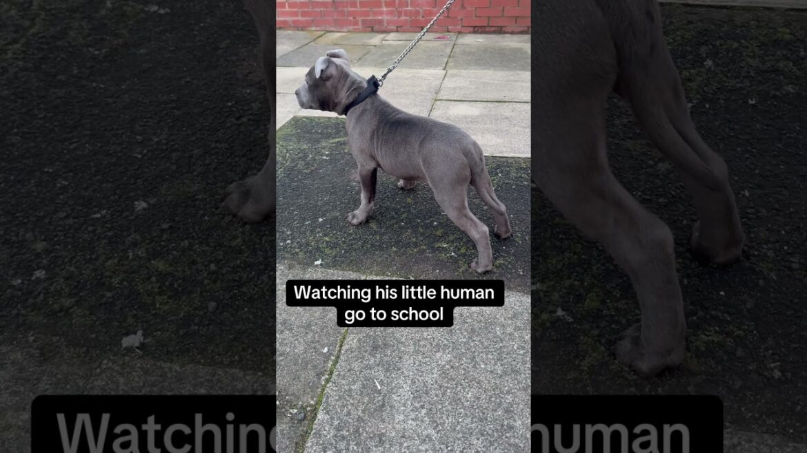 Bullet On The School Run