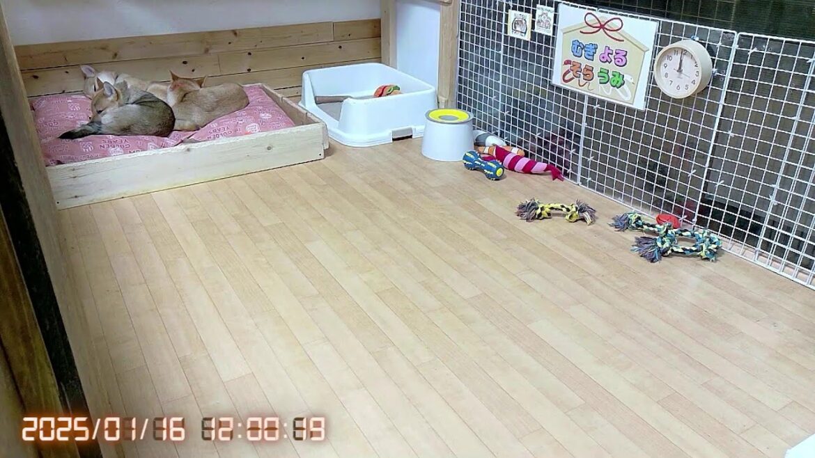 柴犬なつ！子育て生配信【生後129日】飼い主帰宅のお出迎えが激しすぎる子犬たち！