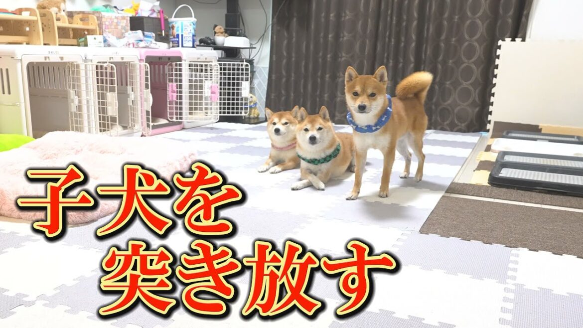 甘いだけが愛じゃないと、しっかり子犬に教える柴犬達の姿に感動しました。