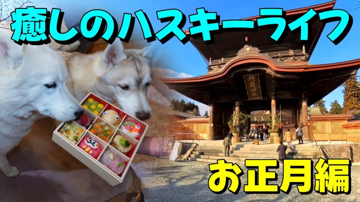 ハスキーとのお正月:今年一発目から大失敗! ハスキーとのお正月:今年一発目から大失敗!