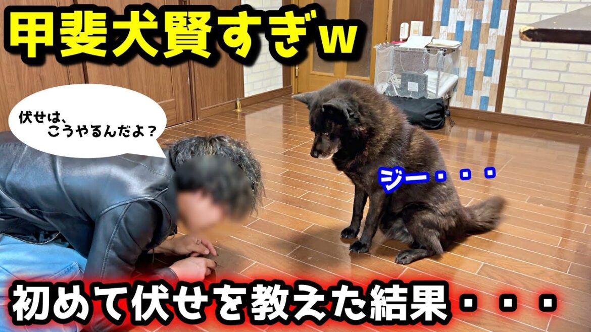 甲斐犬はやっぱり賢い！初めて伏せを教えた結果、こうなりました笑
