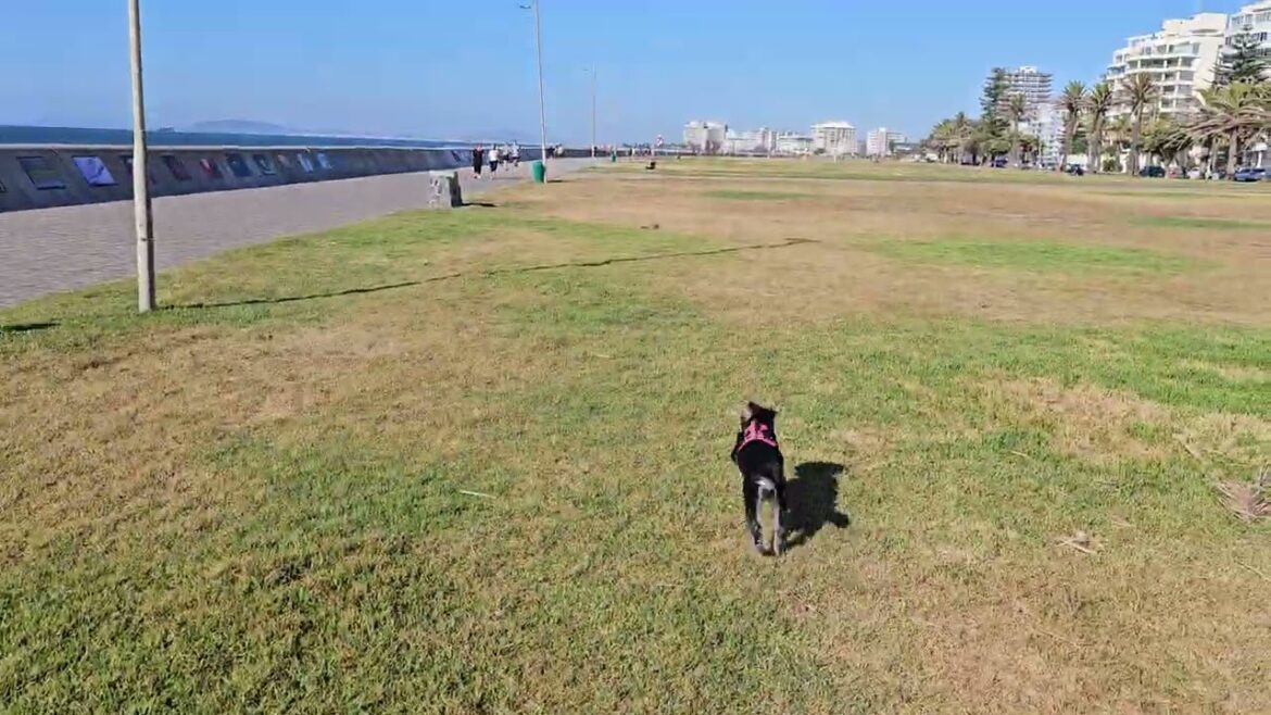 Miniature Schnauzer Unleashed and Runs To Friends