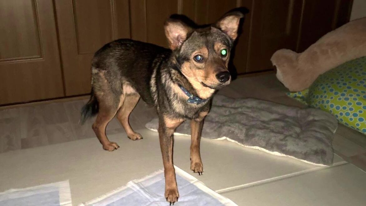 人馴れゼロの保護犬、お迎え4日目深夜11時、遂に正体を現しました！
