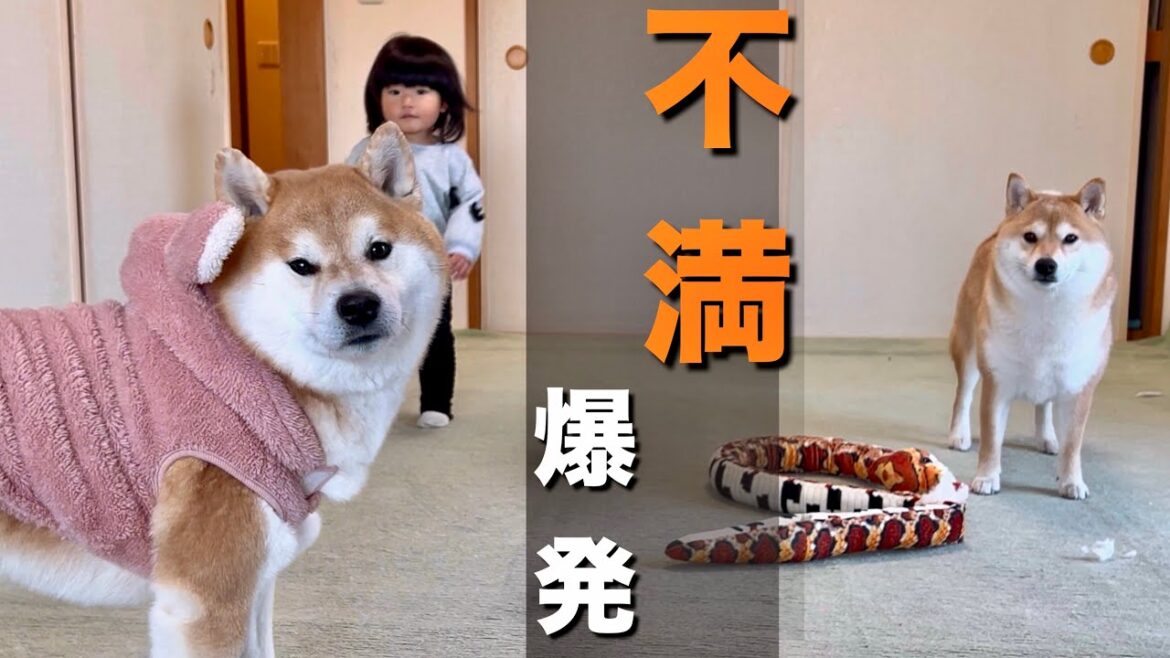 １歳児＆柴犬と一緒に遊ぼうとするも、仲間外れにされ不満爆発する姉