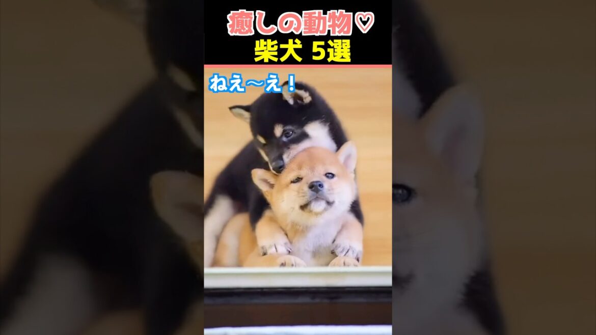 【癒しの柴犬】SNSでバズった動物かわいい犬動画５選！【Healing Shiba Inu】5 Cute Dog Videos That Went Viral on Social Media!