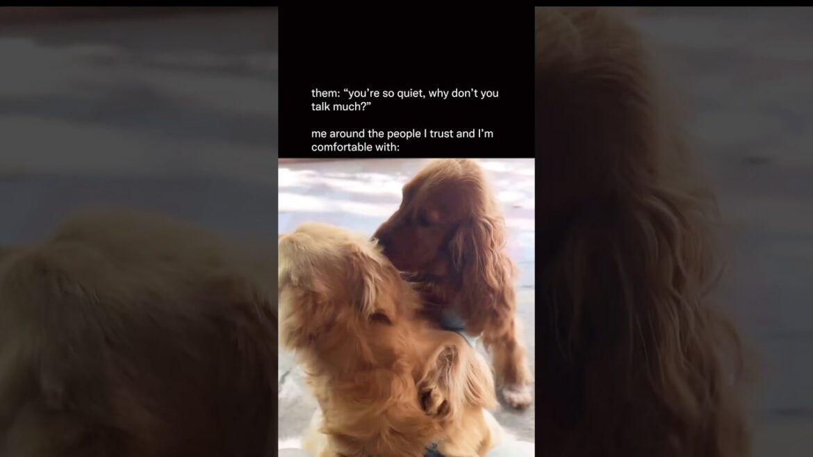 Close ones knows me best🤐#shorts #dog #lifeasacockerspaniel #goldenretriever #goviral