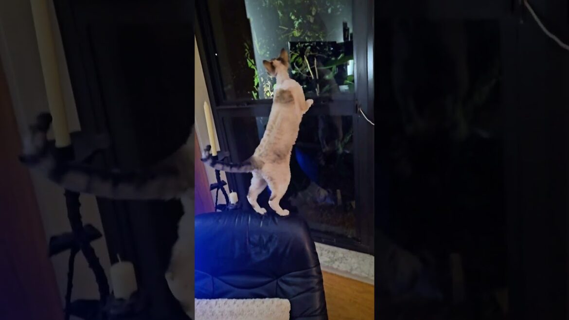 Trio Of Devon Rex Cats Go Wild #shorts Trio Of Devon Rex Cats Go Wild #shorts