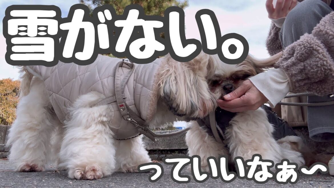 [シーズー多頭飼い]市街地へお散歩/息子が来たらこうなる…日常