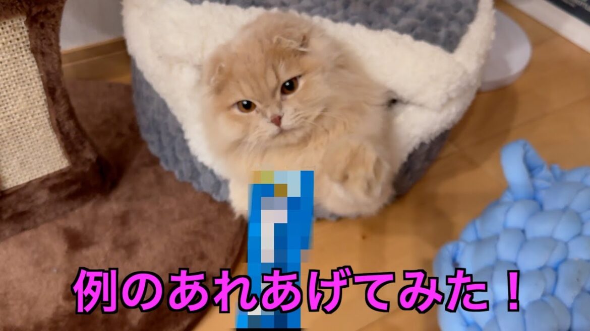スコティッシュフォールドの子猫に皆が知っているアレをあげてみた結果こうなりました！！