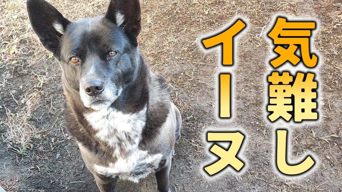【甲斐犬雑種】おもちが外で日向ぼっこできる条件【保護犬】