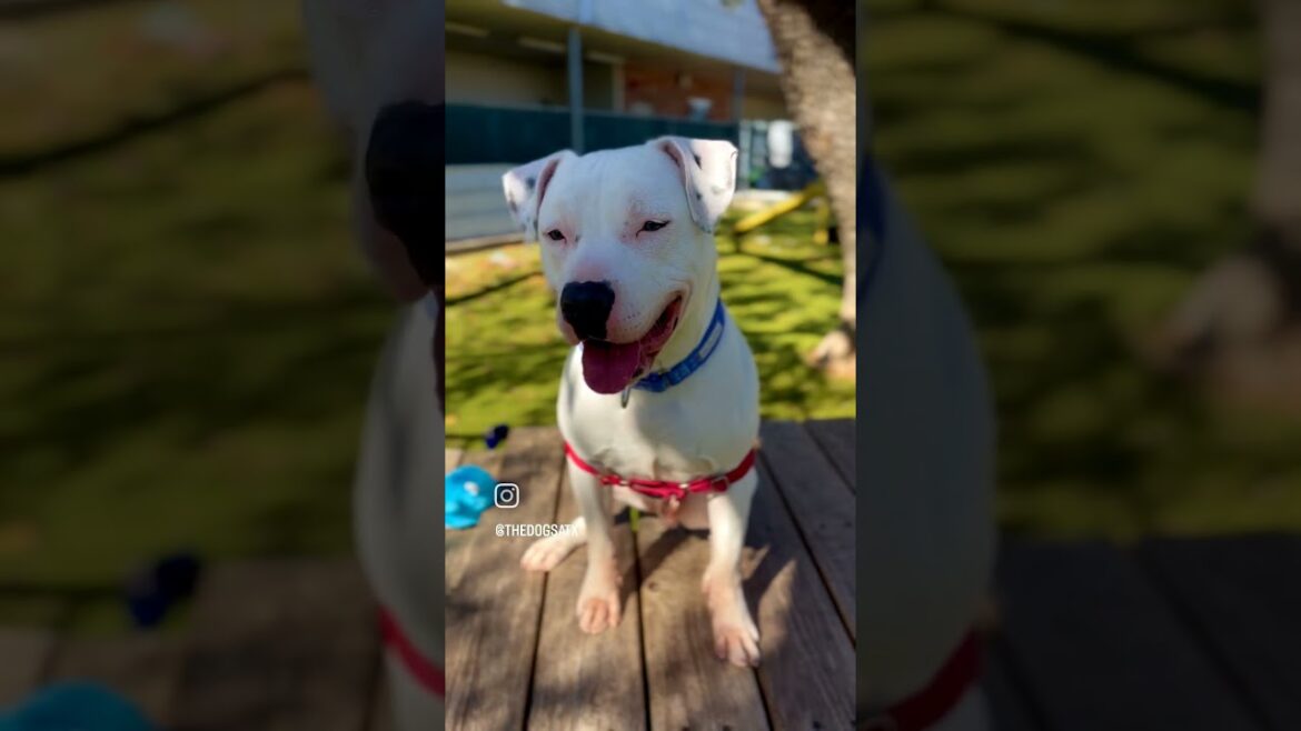 Barton A911001 #austinanimalcenter #americanpitbullterrier