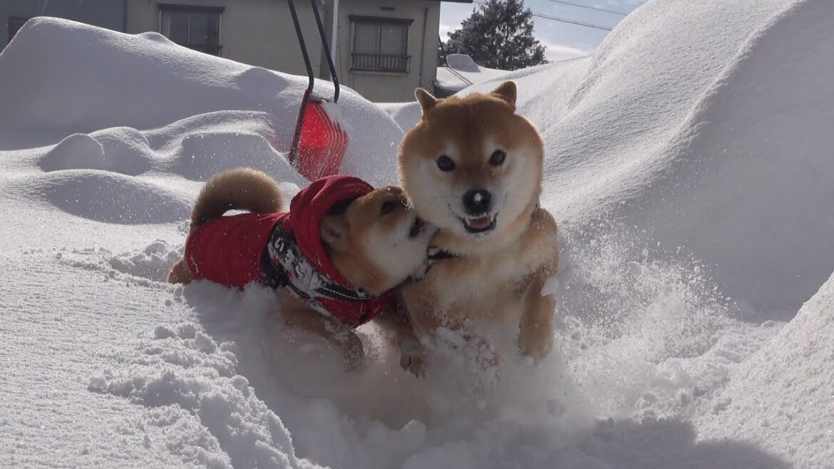 大雪の最中、柴犬に魔法の言葉をかけると可愛い現象が起きた。 大雪の最中、柴犬に魔法の言葉をかけると可愛い現象が起きた。