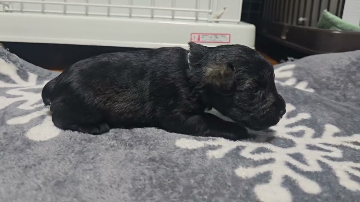 ミニチュアシュナウザー 目があきました