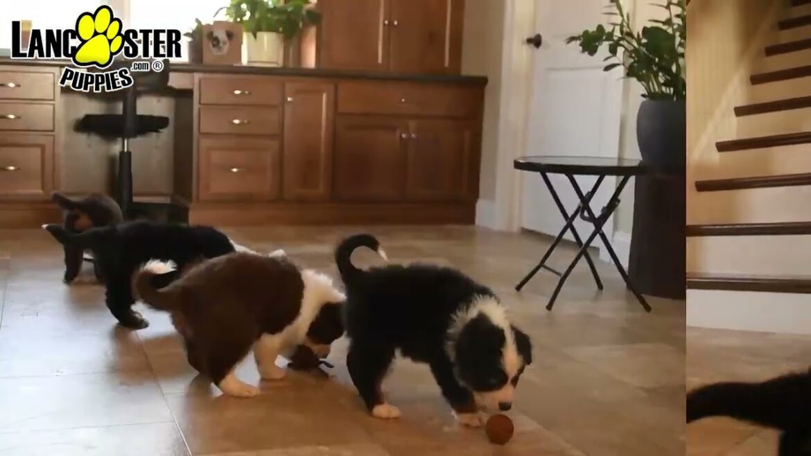 Happy Australian Shepherd Puppies