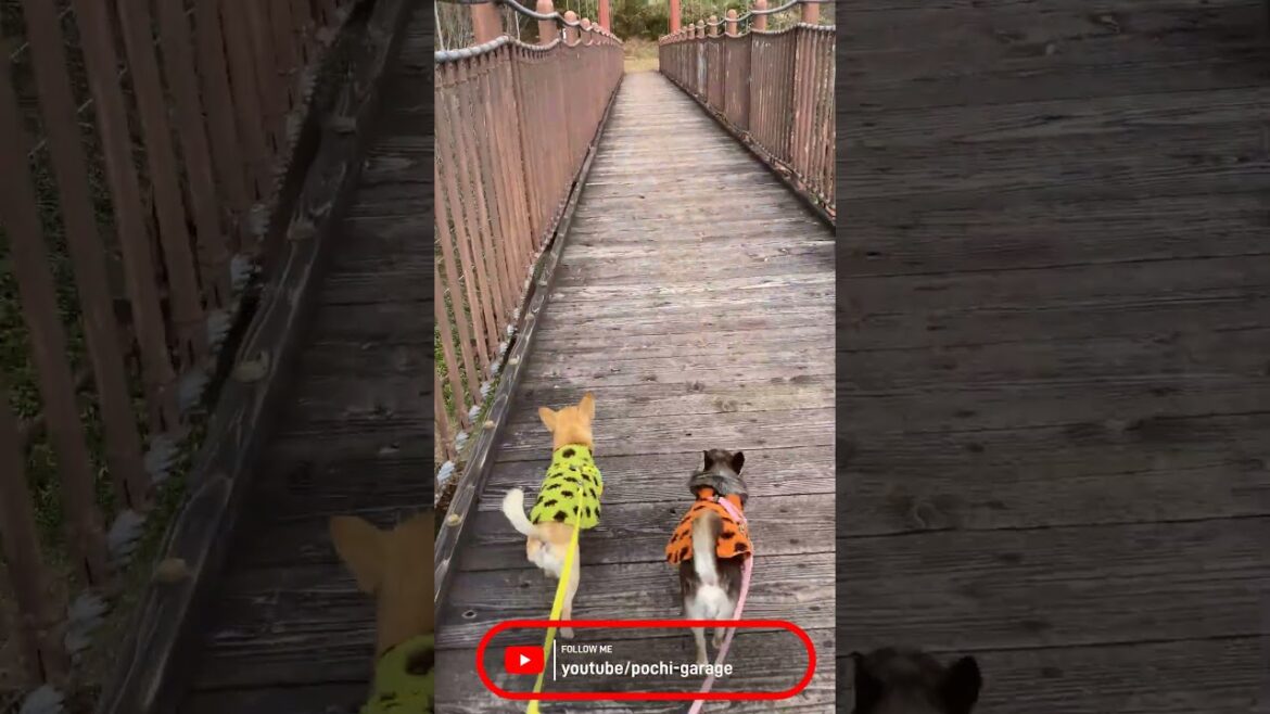 スムースコートチワワ みんなでおさんぽ #Shorts #dog