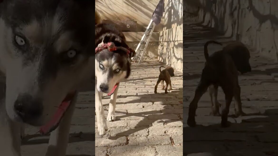 Husky and Afghan Hound: Puppy Adventures