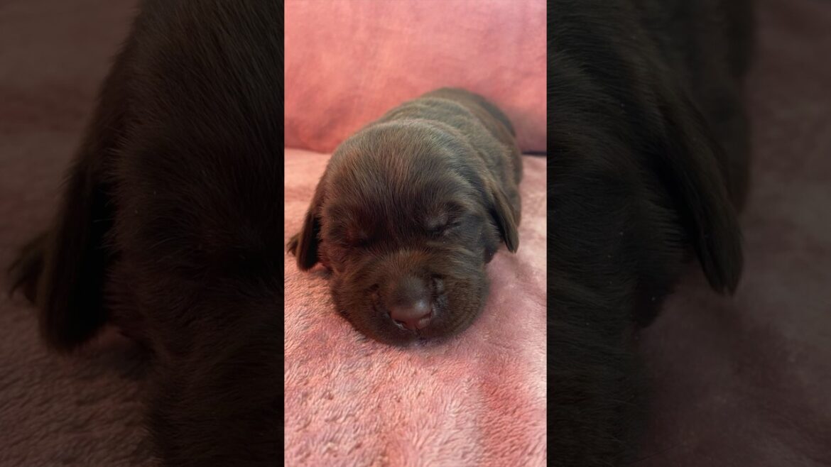 Molly’s Chocolate Lab Puppies #labpuppies #puppy