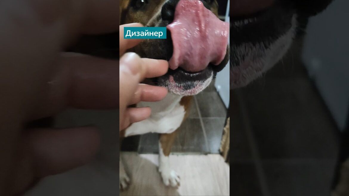 Многие прошли этот путь #аст #стаффТео #амстафф #аст #staff #хорек #хорекУна #ferret #pets