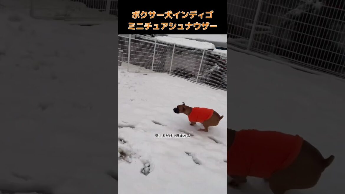 【ボクサー犬インディゴとミニチュアシュナウザー】雪で大はしゃぎ #shorts #ボクサー犬 #ミニチュアシュナウザー