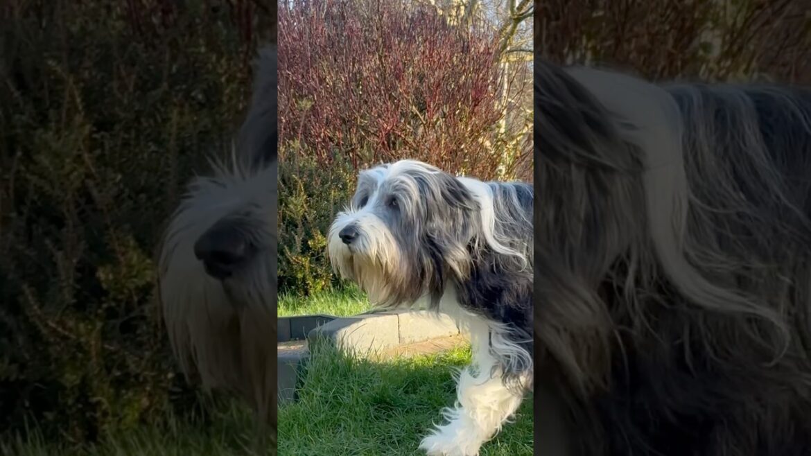 Enjoying taking in his surroundings!😍  #beardedcollie #cutedog #ilovemydog #shorts
