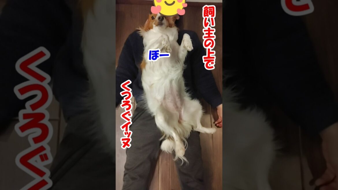 飼い主の上でくつろぐイッヌ【コーイケルホンディエ】