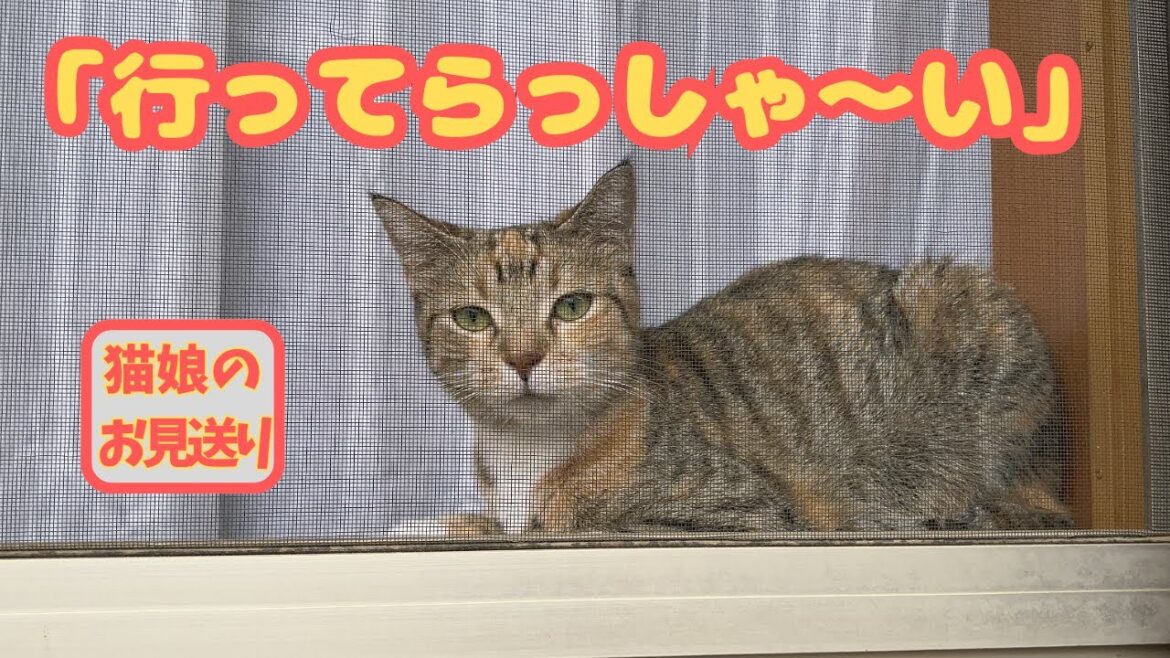 可愛いちょこの不思議な行動だらけのある日【猫娘・三女ちょこ】