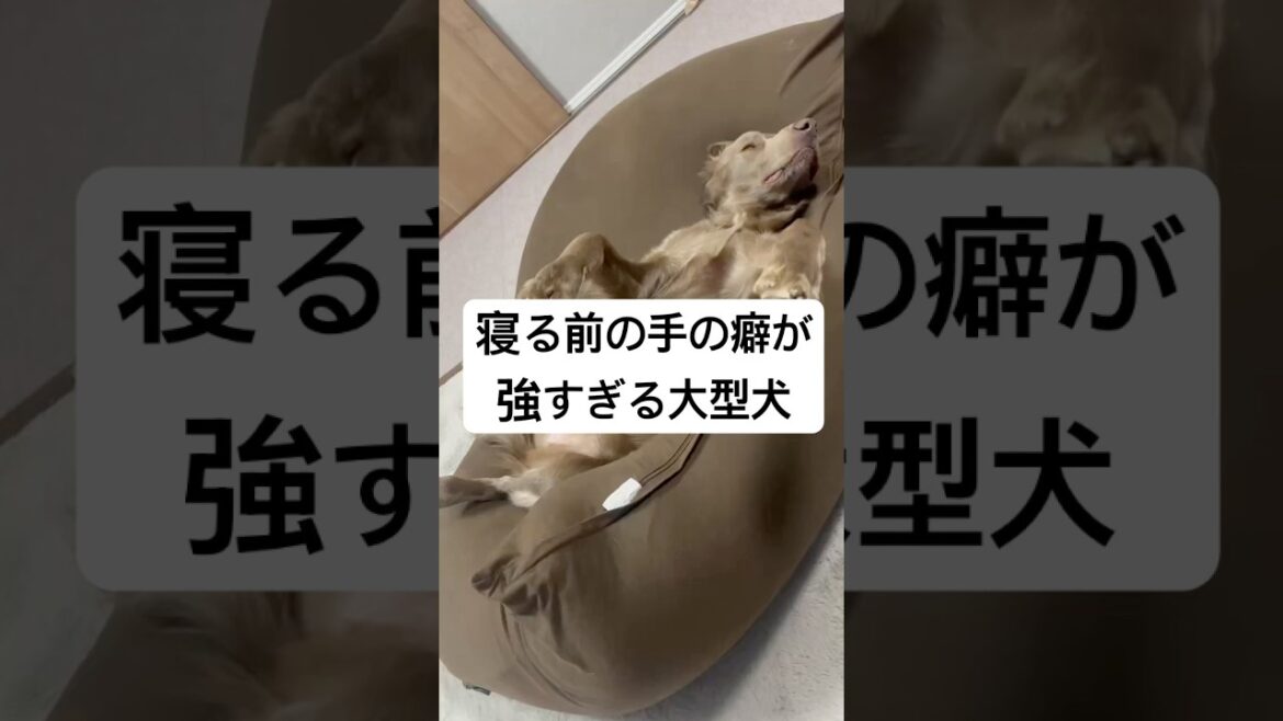 寝る前の手の癖が強い大型犬#大型犬 #犬のいる暮らし #ワイマラナー#ワイマラナーロングヘアード #dog#wiemaraner #shorts #ルルちゃんのルンルンちゃんねる