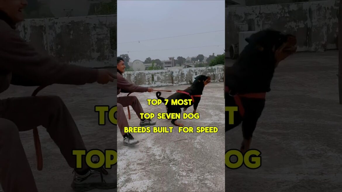 Top 7 dog Breeds For Speed #dogfacts #facts #dogbreed