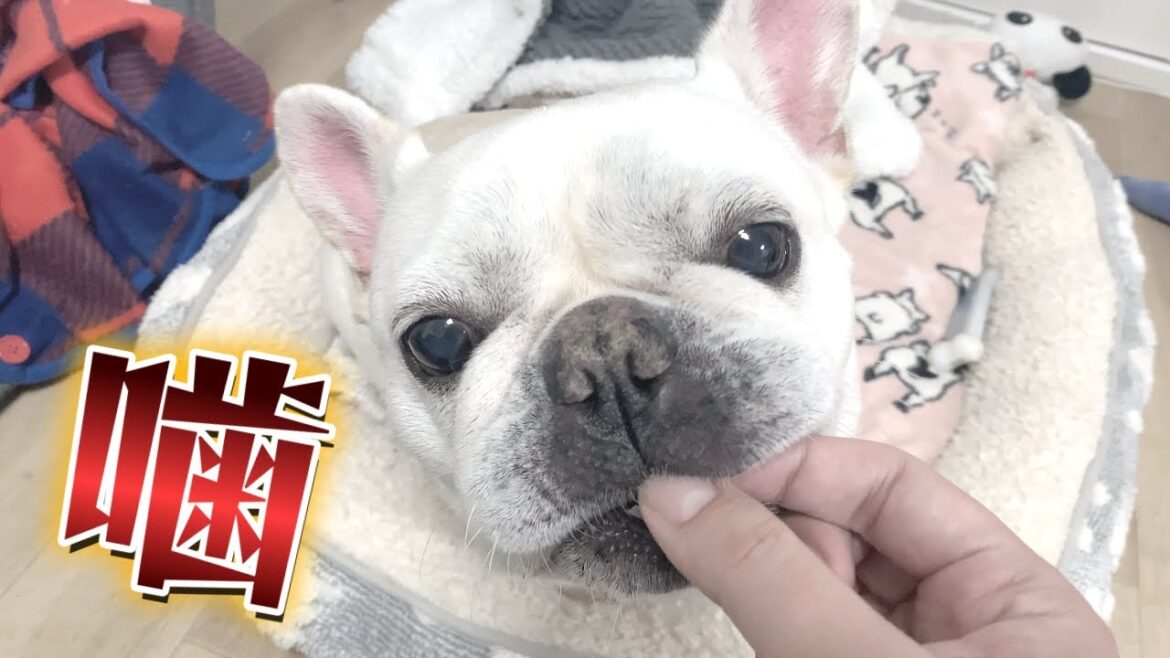 撮影にはギャラが必要だ!!【フレンチブルドッグ frenchbulldog】 撮影にはギャラが必要だ!!【フレンチブルドッグ frenchbulldog】